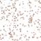 CD226 Molecule antibody, A700-063, Bethyl Labs, Immunocytochemistry image 