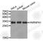 Heterogeneous Nuclear Ribonucleoprotein A1 antibody, A2622, ABclonal Technology, Western Blot image 