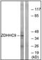 Zinc Finger DHHC-Type Containing 9 antibody, AP32315PU-N, Origene, Western Blot image 