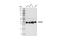 GAPDH antibody, 97166T, Cell Signaling Technology, Western Blot image 