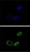 Nuclear Receptor Subfamily 0 Group B Member 2 antibody, PA5-24551, Invitrogen Antibodies, Immunofluorescence image 