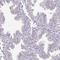 IZUMO Family Member 4 antibody, HPA048496, Atlas Antibodies, Immunohistochemistry frozen image 