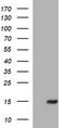 Microseminoprotein Beta antibody, CF803527, Origene, Western Blot image 