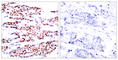 JunB Proto-Oncogene, AP-1 Transcription Factor Subunit antibody, abx012549, Abbexa, Western Blot image 