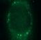 Thyroid Hormone Responsive antibody, FNab08677, FineTest, Immunofluorescence image 
