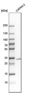 RNA Binding Motif Protein 7 antibody, HPA013993, Atlas Antibodies, Western Blot image 