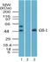 Zinc finger protein Gfi-1 antibody, TA337145, Origene, Western Blot image 