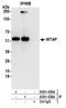 WT1 Associated Protein antibody, A301-436A, Bethyl Labs, Immunoprecipitation image 