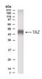 TAZ antibody, TA336683, Origene, Western Blot image 