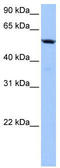 Chromosome 18 Open Reading Frame 54 antibody, TA337775, Origene, Western Blot image 