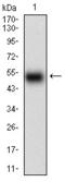 Glutamate Ionotropic Receptor AMPA Type Subunit 1 antibody, orb339194, Biorbyt, Western Blot image 