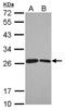 BUD31 Homolog antibody, NBP2-15629, Novus Biologicals, Western Blot image 