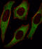 Insulin receptor substrate 2 antibody, 63-205, ProSci, Immunohistochemistry paraffin image 