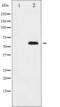Docking Protein 2 antibody, abx011868, Abbexa, Western Blot image 