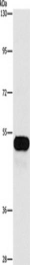 I-FLICE antibody, TA349319, Origene, Western Blot image 