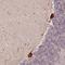 Ribosomal Protein S3A antibody, HPA047100, Atlas Antibodies, Immunohistochemistry frozen image 
