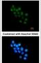 Forkhead box protein B1 antibody, PA5-28134, Invitrogen Antibodies, Immunofluorescence image 