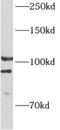 Aldehyde Dehydrogenase 1 Family Member L2 antibody, FNab00290, FineTest, Western Blot image 