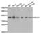 DExD-Box Helicase 21 antibody, abx003173, Abbexa, Western Blot image 