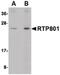 DNA damage-inducible transcript 4 protein antibody, PA5-20495, Invitrogen Antibodies, Western Blot image 