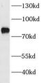 Homeobox protein cut-like 1 antibody, FNab02083, FineTest, Western Blot image 