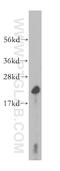 Peptidylprolyl Isomerase B antibody, 11607-1-AP, Proteintech Group, Western Blot image 
