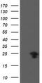 VHL Binding Protein 1 antibody, TA504914, Origene, Western Blot image 