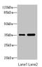 Protein Tob2 antibody, LS-C676621, Lifespan Biosciences, Western Blot image 
