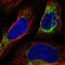 Neurolysin antibody, HPA031862, Atlas Antibodies, Immunofluorescence image 