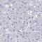 Proline Rich 14 antibody, HPA060265, Atlas Antibodies, Immunohistochemistry frozen image 