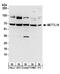 Methyltransferase-like protein 16 antibody, A304-192A, Bethyl Labs, Western Blot image 
