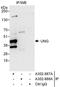 UNG1 antibody, A302-887A, Bethyl Labs, Immunoprecipitation image 