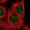 ZXD Family Zinc Finger C antibody, NBP2-56684, Novus Biologicals, Immunofluorescence image 