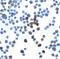 Lin-54 DREAM MuvB Core Complex Component antibody, GTX31591, GeneTex, Immunofluorescence image 