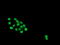 Hes-1 antibody, LS-C173601, Lifespan Biosciences, Immunofluorescence image 