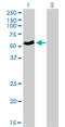 Myocilin antibody, LS-B4382, Lifespan Biosciences, Western Blot image 