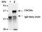 Cell Division Cycle 25A antibody, ADI-KAM-CC086-E, Enzo Life Sciences, Immunoprecipitation image 