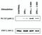 Signal Transducer And Activator Of Transcription 1 antibody, NB500-514, Novus Biologicals, Western Blot image 