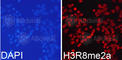 Histone H3.1t antibody, A3157, ABclonal Technology, Immunofluorescence image 