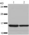 Histone H2A.x antibody, TA321435, Origene, Western Blot image 