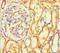 Reticulon 4 Receptor Like 1 antibody, LS-C398898, Lifespan Biosciences, Immunohistochemistry paraffin image 