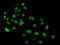 Phosphodiesterase 4B antibody, TA503471, Origene, Immunofluorescence image 