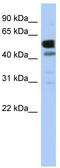 Lactate Dehydrogenase D antibody, TA337832, Origene, Western Blot image 