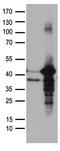 Non-Homologous End Joining Factor 1 antibody, TA890025, Origene, Western Blot image 