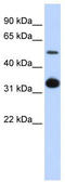Growth Differentiation Factor 2 antibody, TA333780, Origene, Western Blot image 