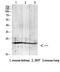 Gremlin-2 antibody, STJ98772, St John