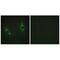 Laminin Subunit Beta 3 antibody, A03310, Boster Biological Technology, Immunofluorescence image 