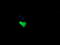 Protein Mdm4 antibody, LS-C337962, Lifespan Biosciences, Immunofluorescence image 