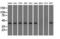 Nucleoredoxin Like 2 antibody, LS-C115275, Lifespan Biosciences, Western Blot image 
