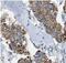 Cytochrome C Oxidase Assembly Factor 3 antibody, FNab01363, FineTest, Immunohistochemistry frozen image 